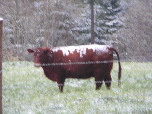 really cold cow